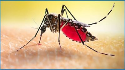 ডেঙ্গুতে আরও ৫ জনের মৃত্যু